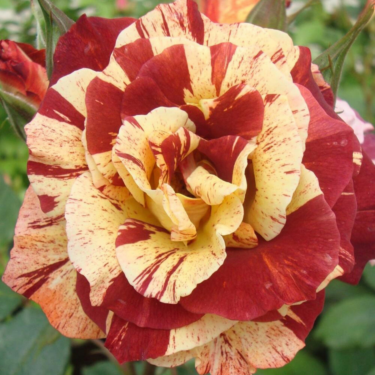 Tropical Lightning Climbing Rose Seeds, 30 seeds