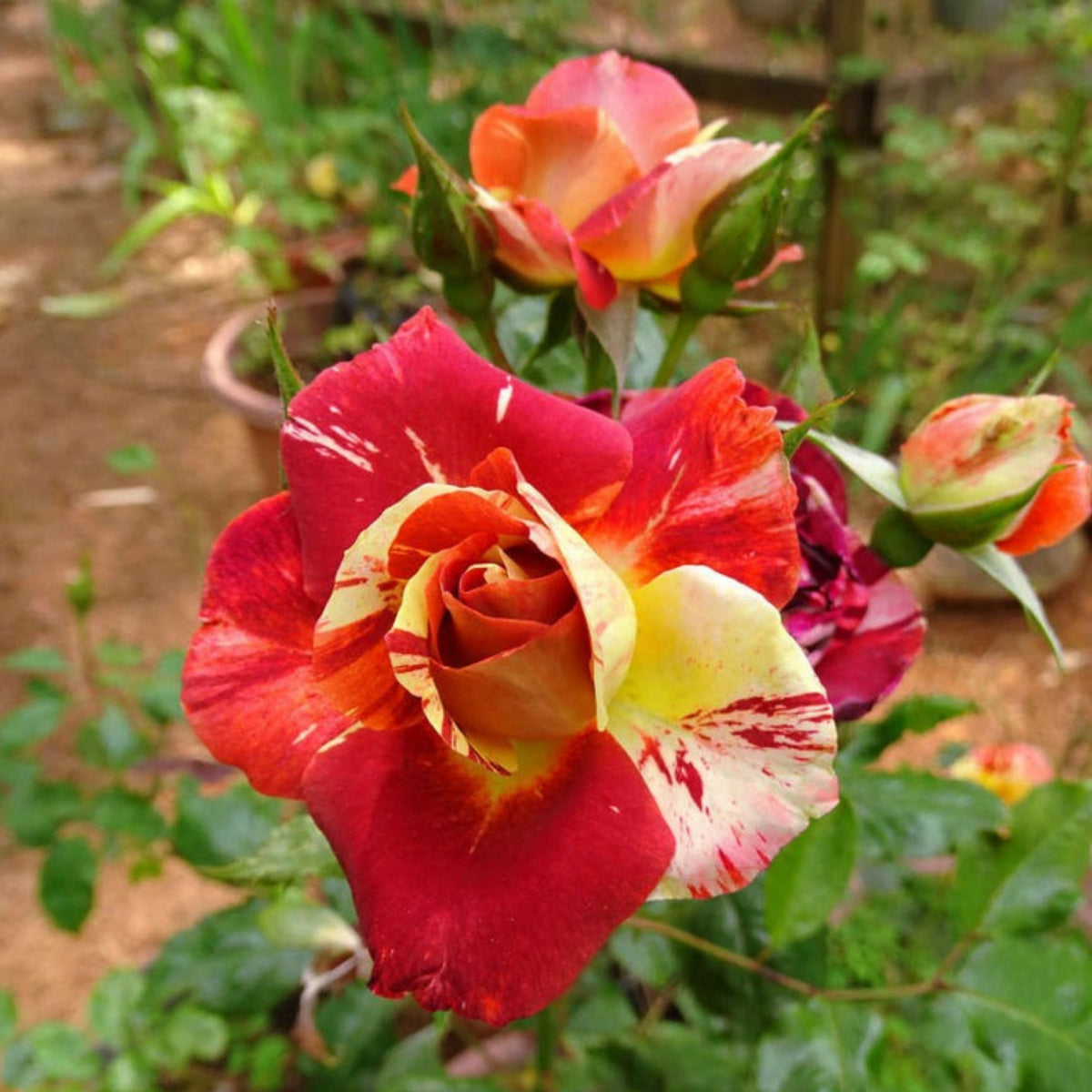 Tropical Lightning Climbing Rose Seeds, 30 seeds