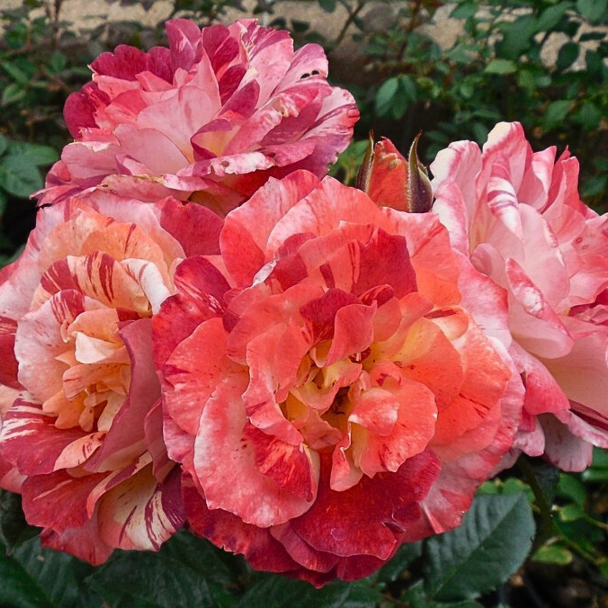 Tropical Lightning Climbing Rose Seeds, 30 seeds