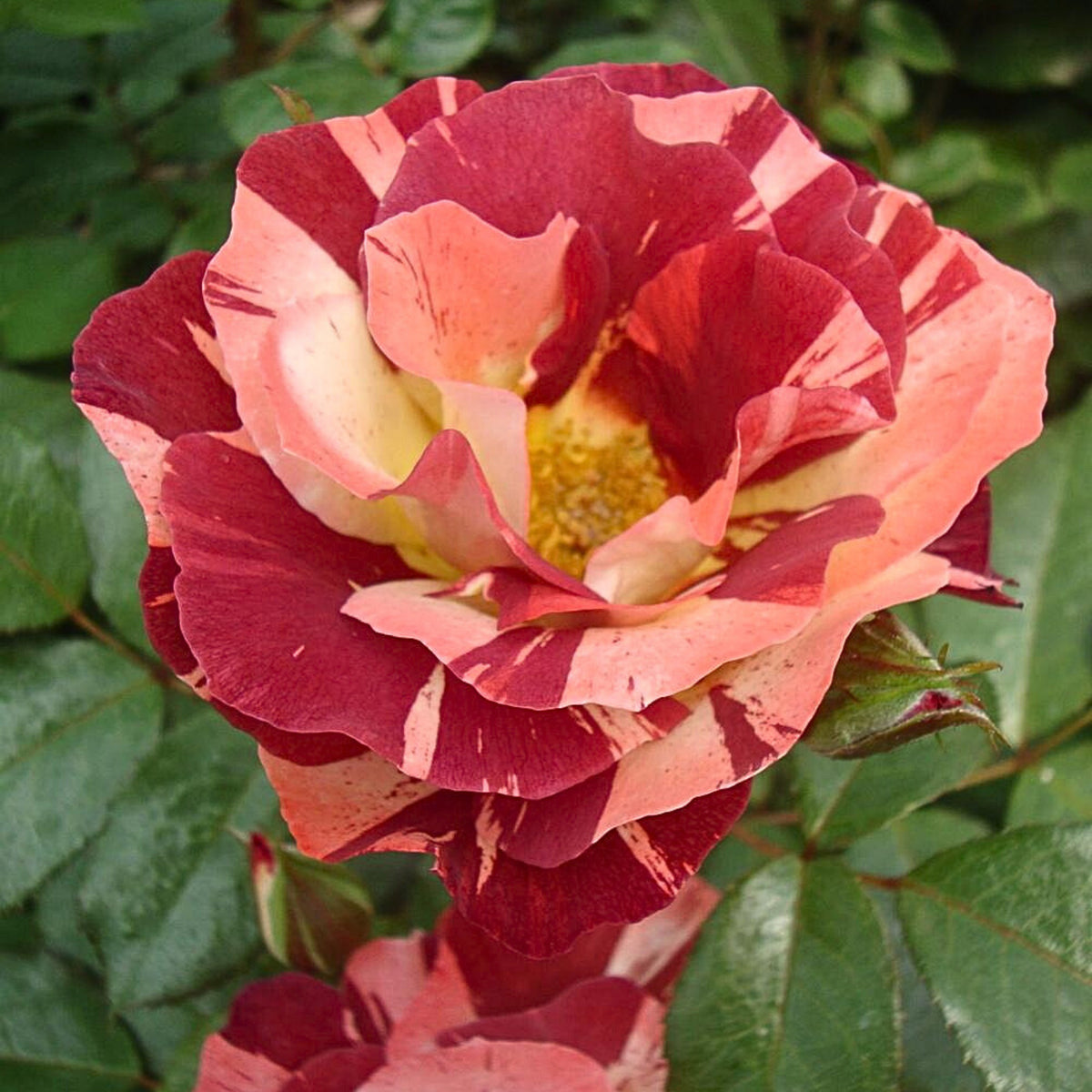 Tropical Lightning Climbing Rose Seeds, 30 seeds
