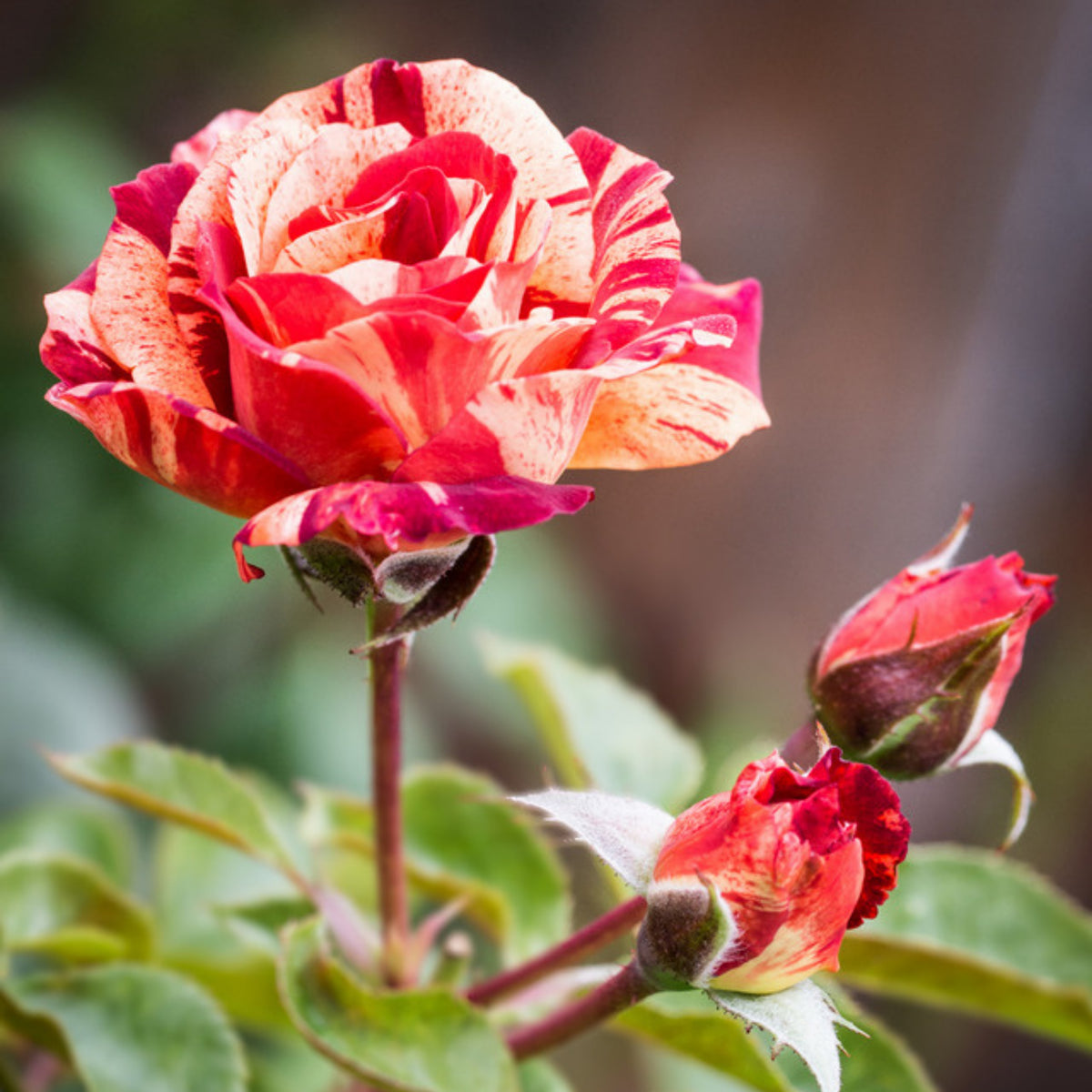 Tropical Lightning Climbing Rose Seeds, 30 seeds