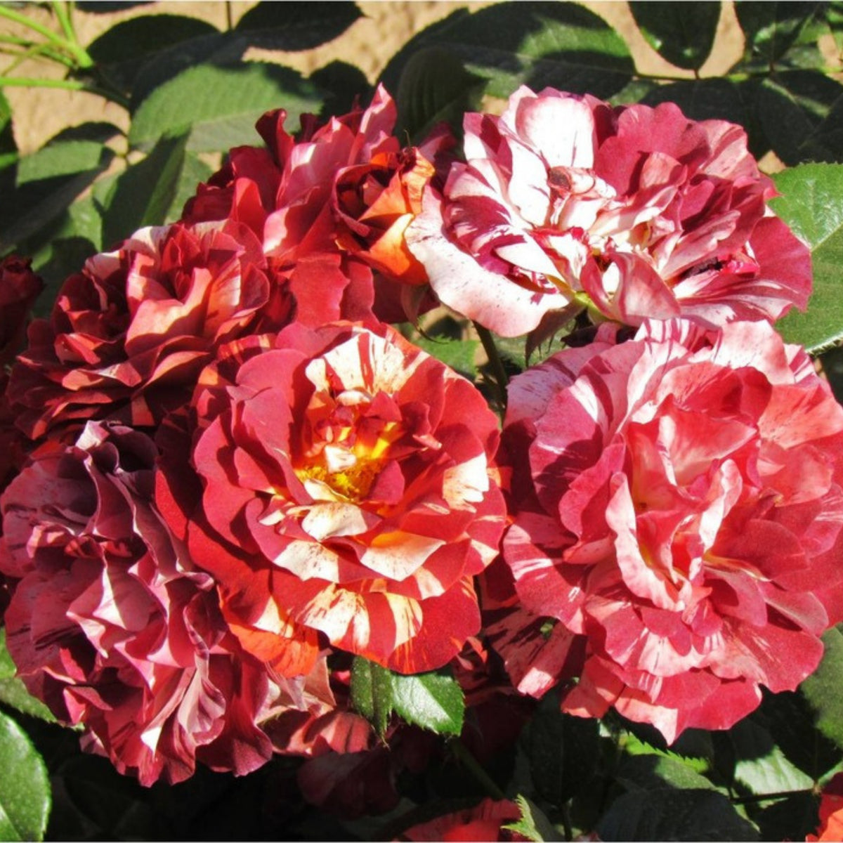 Tropical Lightning Climbing Rose Seeds, 30 seeds
