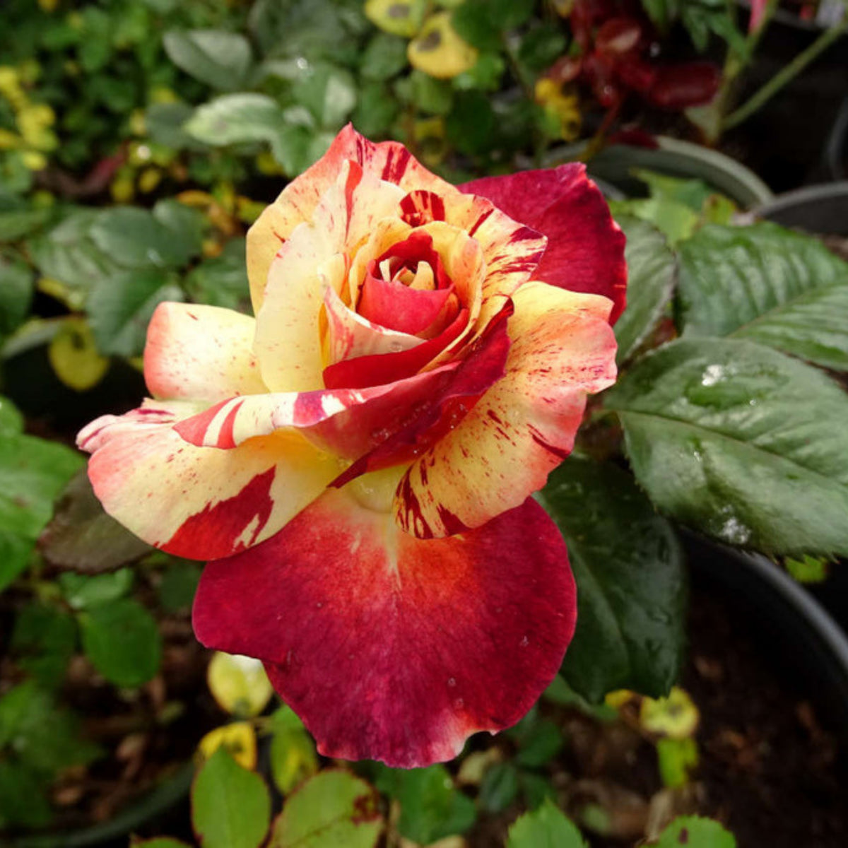 Tropical Lightning Climbing Rose Seeds, 30 seeds