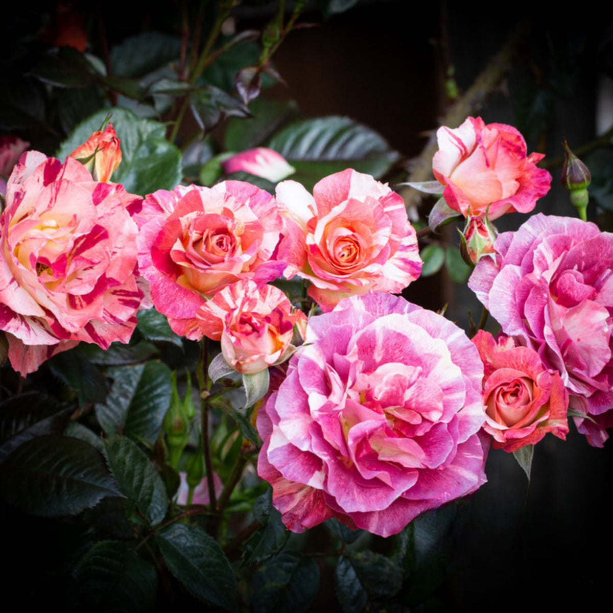 Tropical Lightning Climbing Rose Seeds, 30 seeds