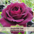 30 Rare Seeds| Ebb Tide Floribunda Rose Seeds #1041