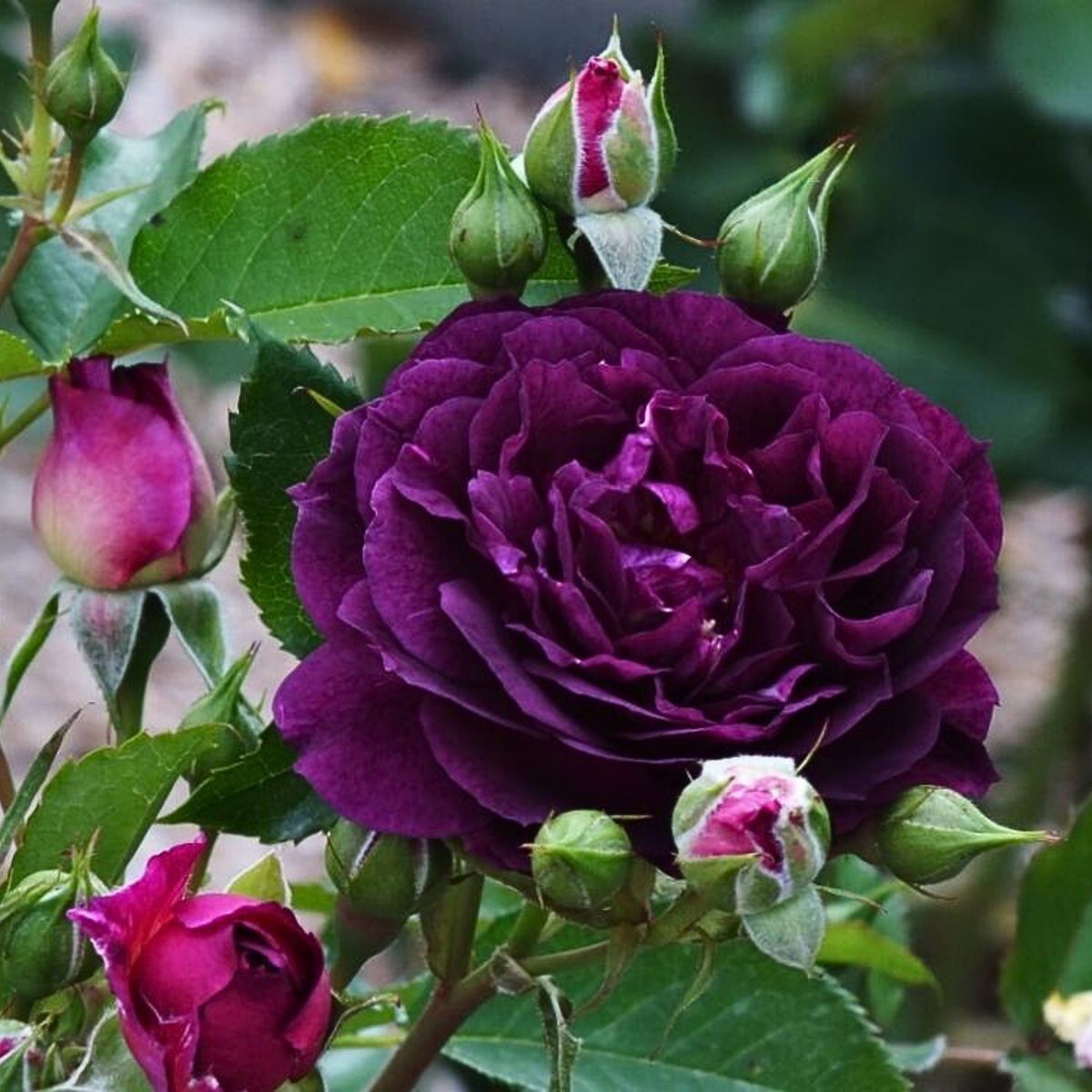 Ebb Tide Floribunda Rose Seeds, 30 seeds