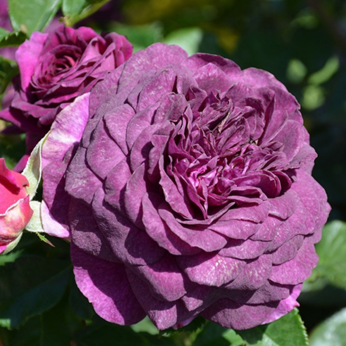 Ebb Tide Floribunda Rose Seeds, 30 seeds
