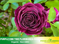 30 Rare Seeds| Ebb Tide Floribunda Rose Seeds #1041