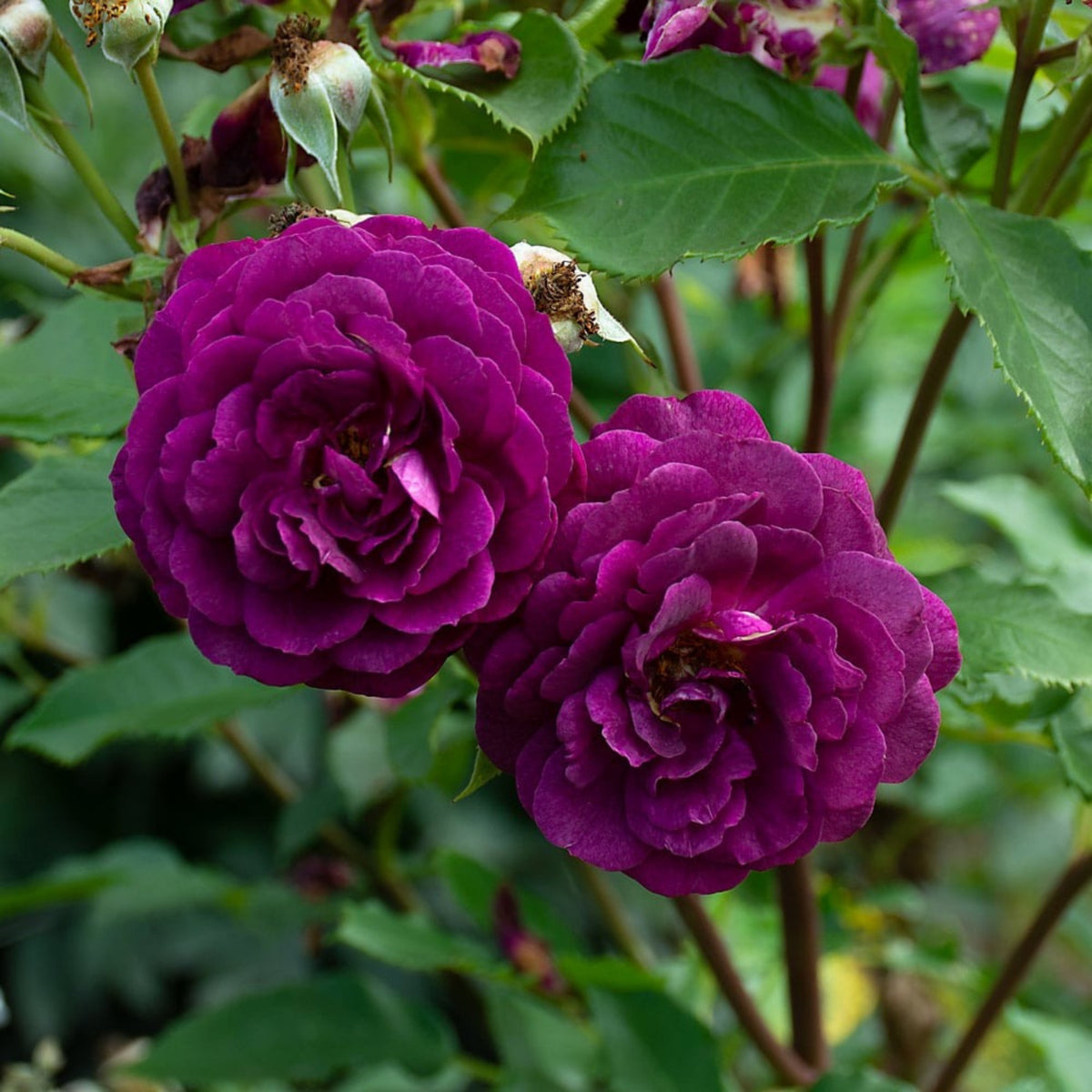 Ebb Tide Floribunda Rose Seeds, 30 seeds