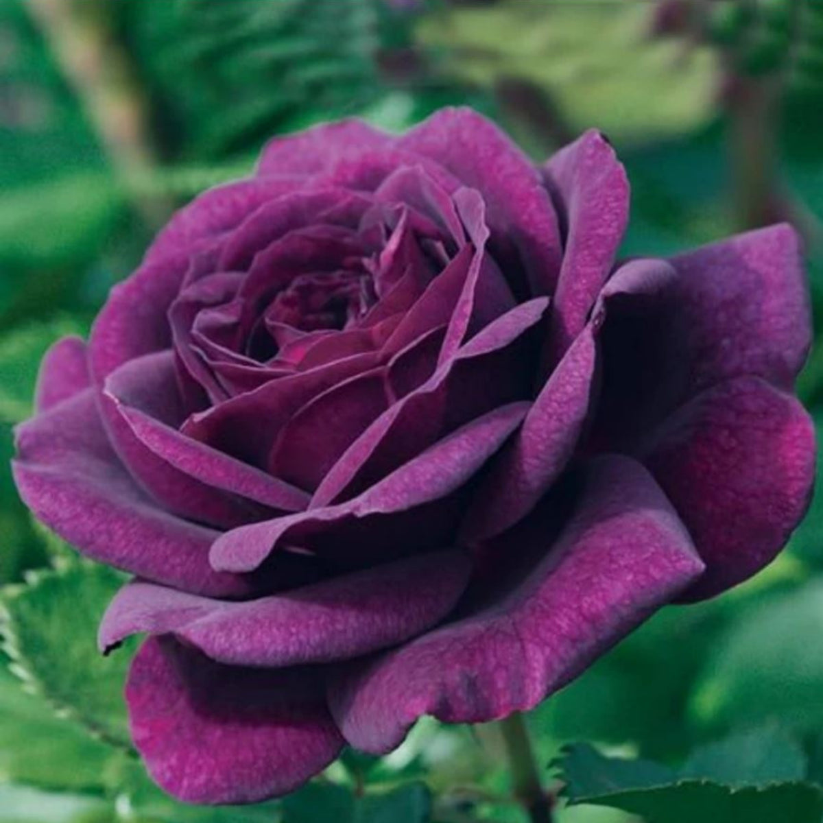 Ebb Tide Floribunda Rose Seeds, 30 seeds