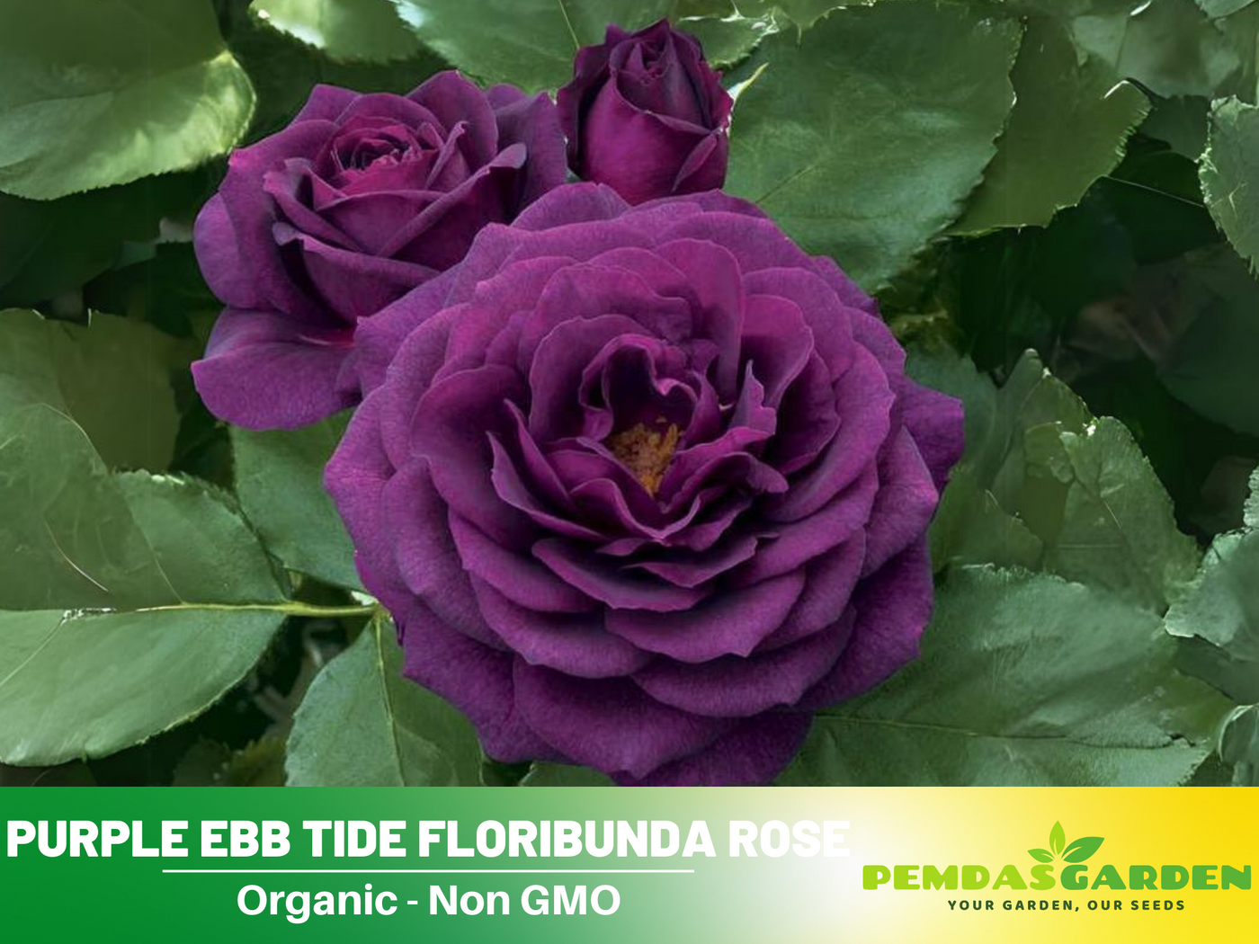 ebb tide rose seeds 30 Rare Seeds| Ebb Tide Floribunda Rose Seeds #1041 – PEMDASGARDEN