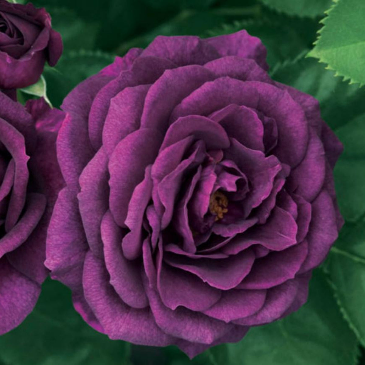 Ebb Tide Floribunda Rose Seeds, 30 seeds