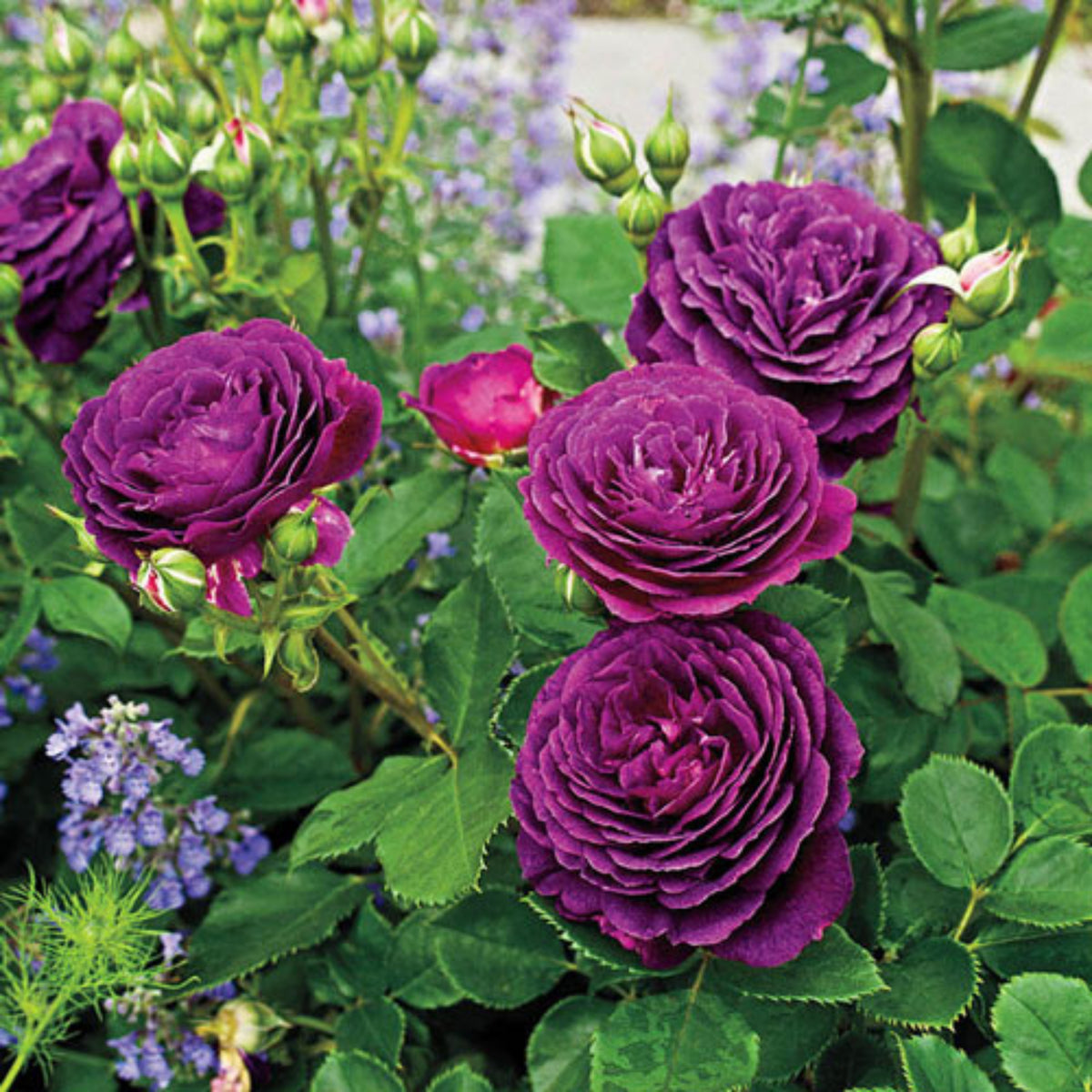 Ebb Tide Floribunda Rose Seeds, 30 seeds