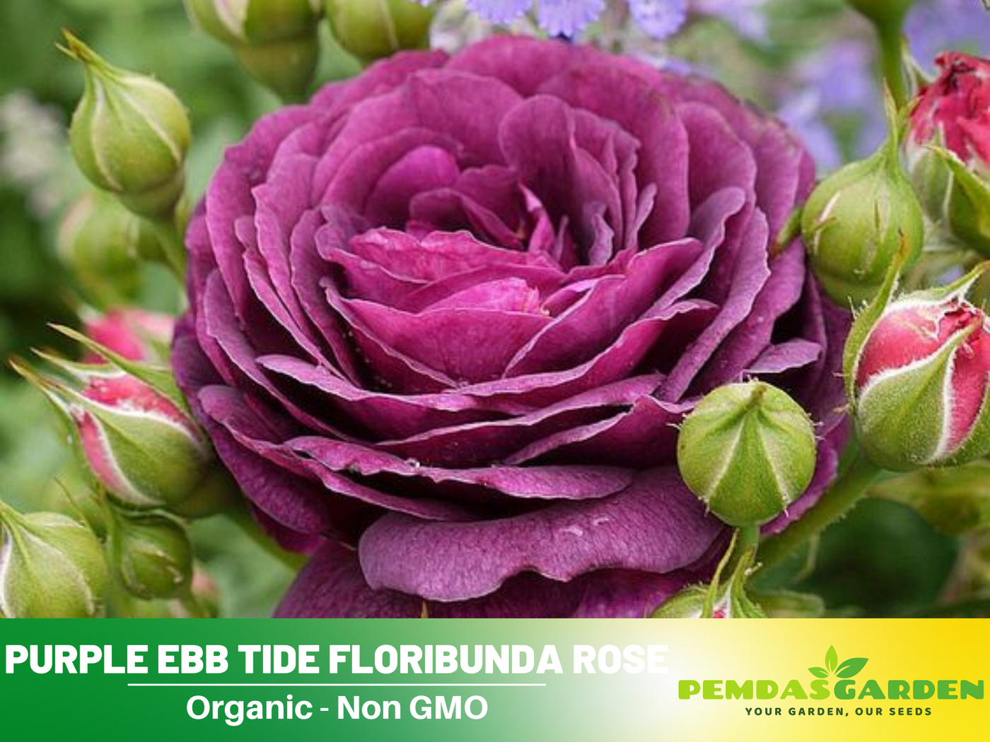 ebb tide rose seeds 30 Rare Seeds| Ebb Tide Floribunda Rose Seeds #1041