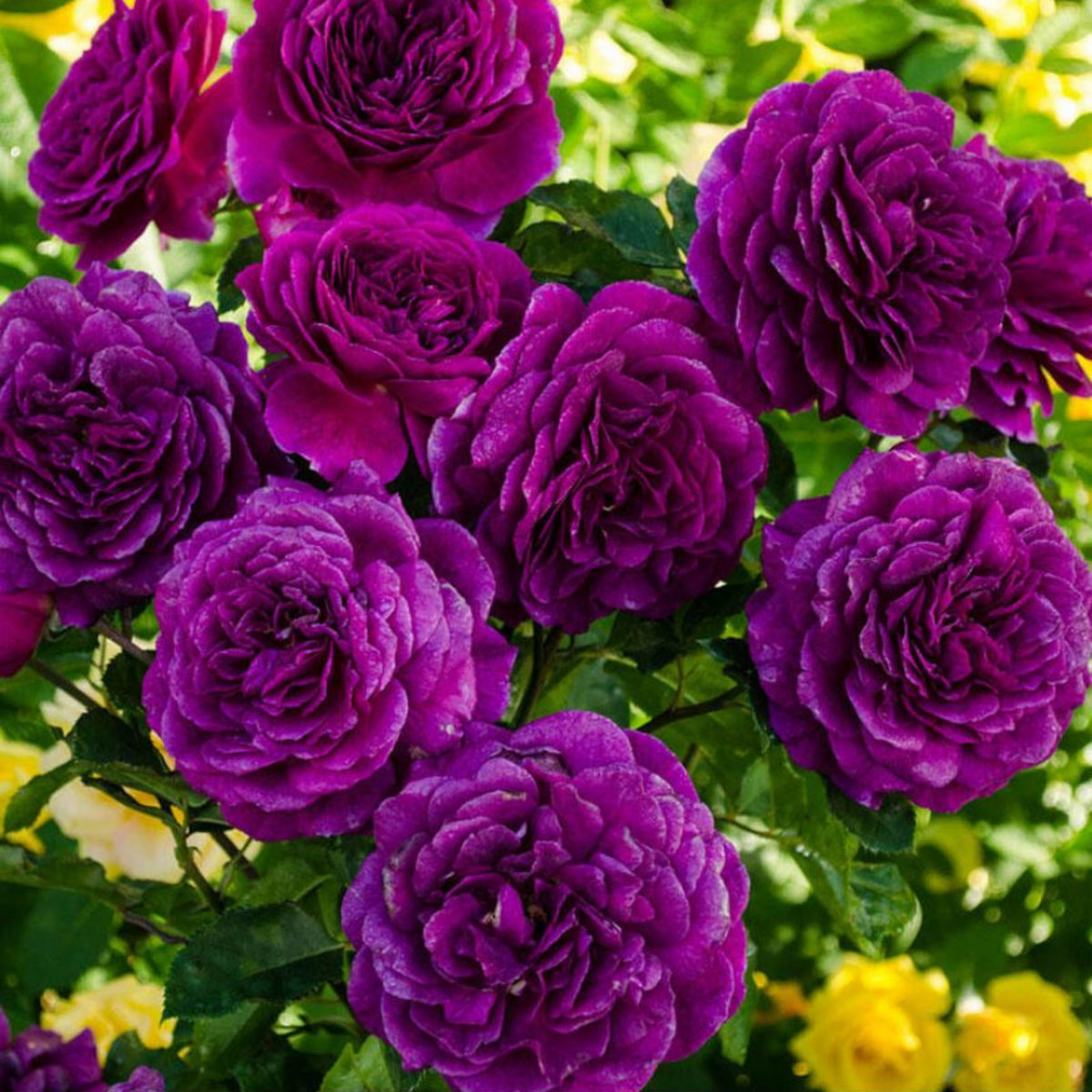 Ebb Tide Floribunda Rose Seeds, 30 seeds