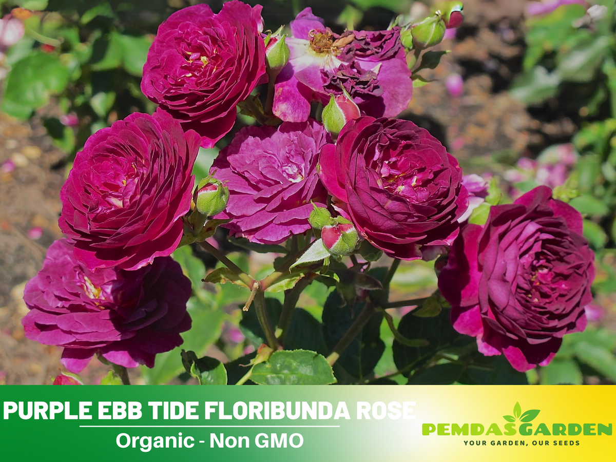 30 Rare Seeds| Ebb Tide Floribunda Rose Seeds #1041