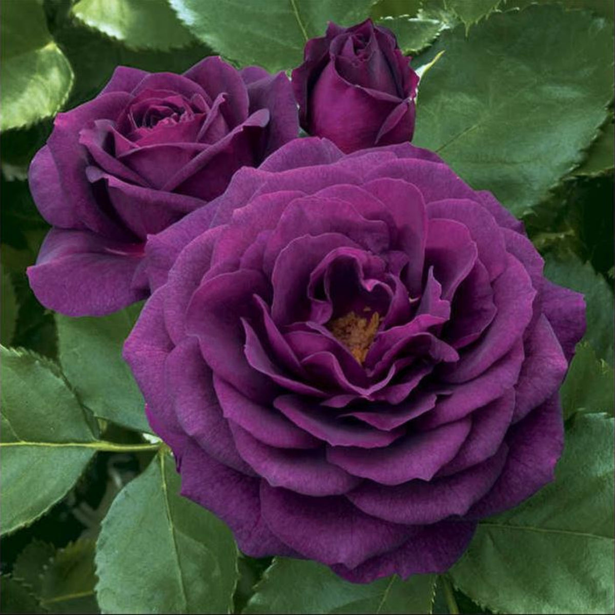 Ebb Tide Floribunda Rose Seeds, 30 seeds