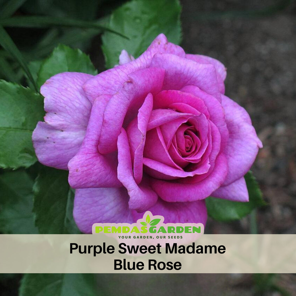Sweet Madame Blue Rose Seeds, 30 seeds