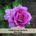 30 Rare Seeds| Sweet Madame Blue Rose Seeds #1042