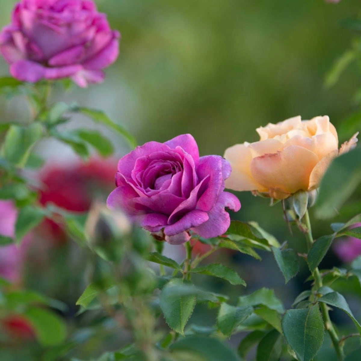 Sweet Madame Blue Rose Seeds, 30 seeds