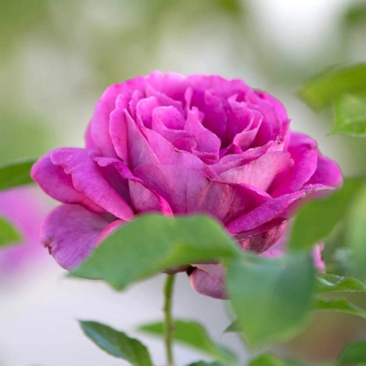 Sweet Madame Blue Rose Seeds, 30 seeds