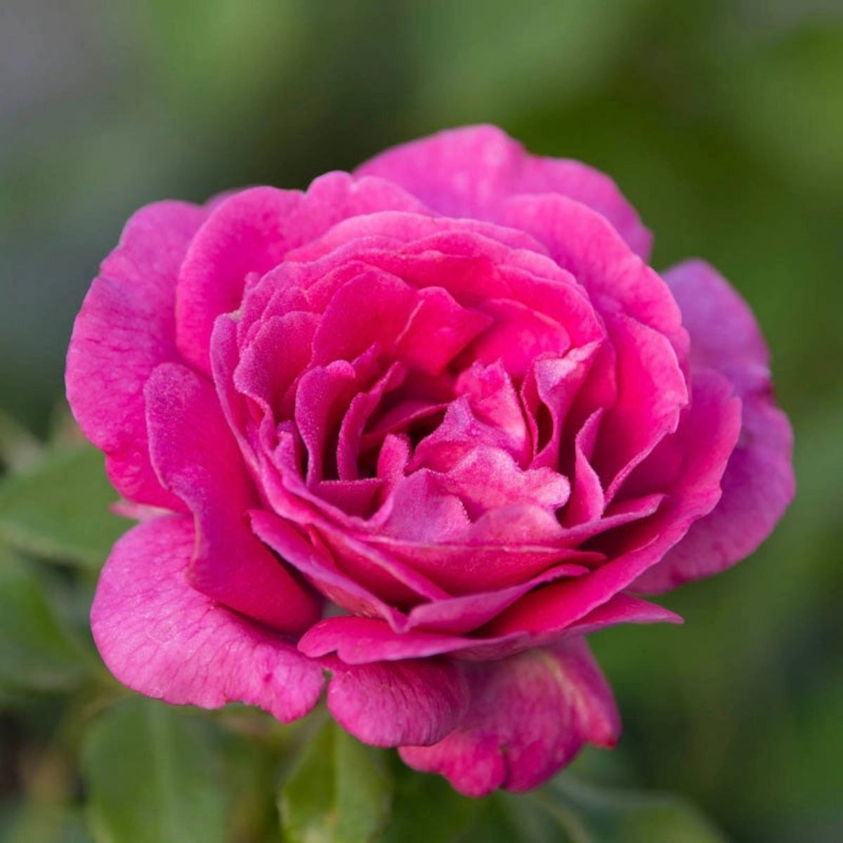 Sweet Madame Blue Rose Seeds, 30 seeds