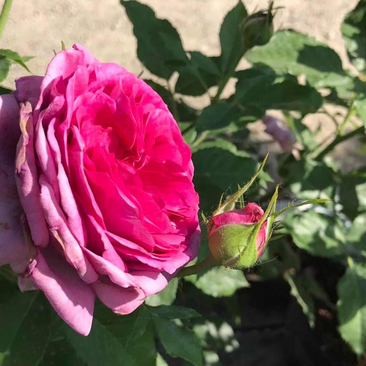 Sweet Madame Blue Rose Seeds, 30 seeds
