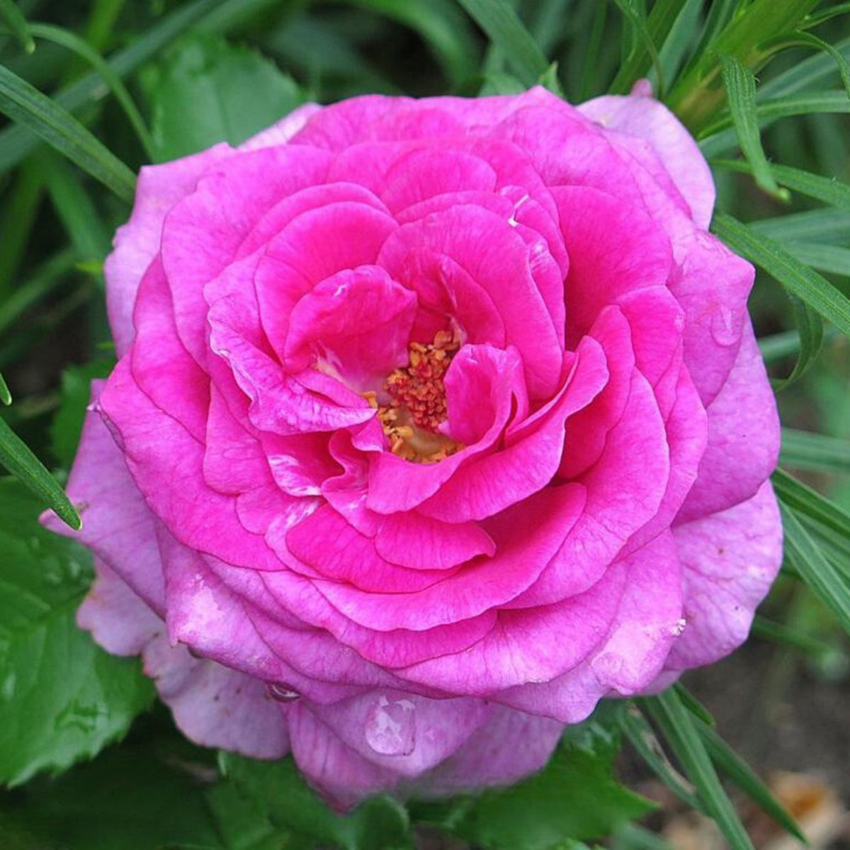 Sweet Madame Blue Rose Seeds, 30 seeds