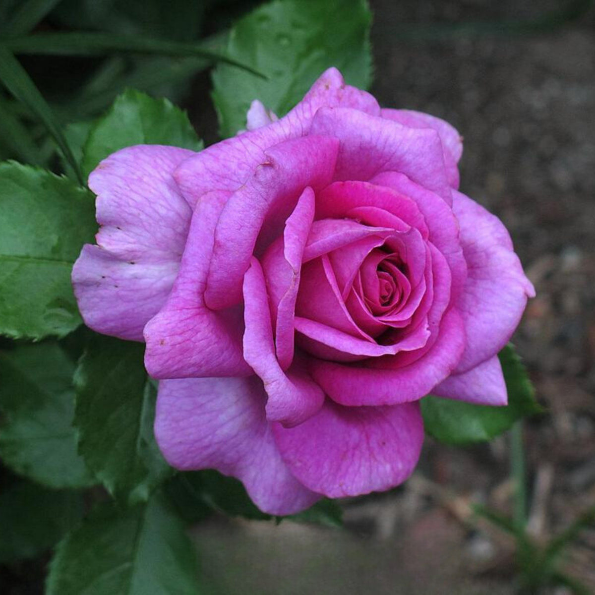 Sweet Madame Blue Rose Seeds, 30 seeds