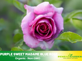 30 Rare Seeds| Sweet Madame Blue Rose Seeds #1042