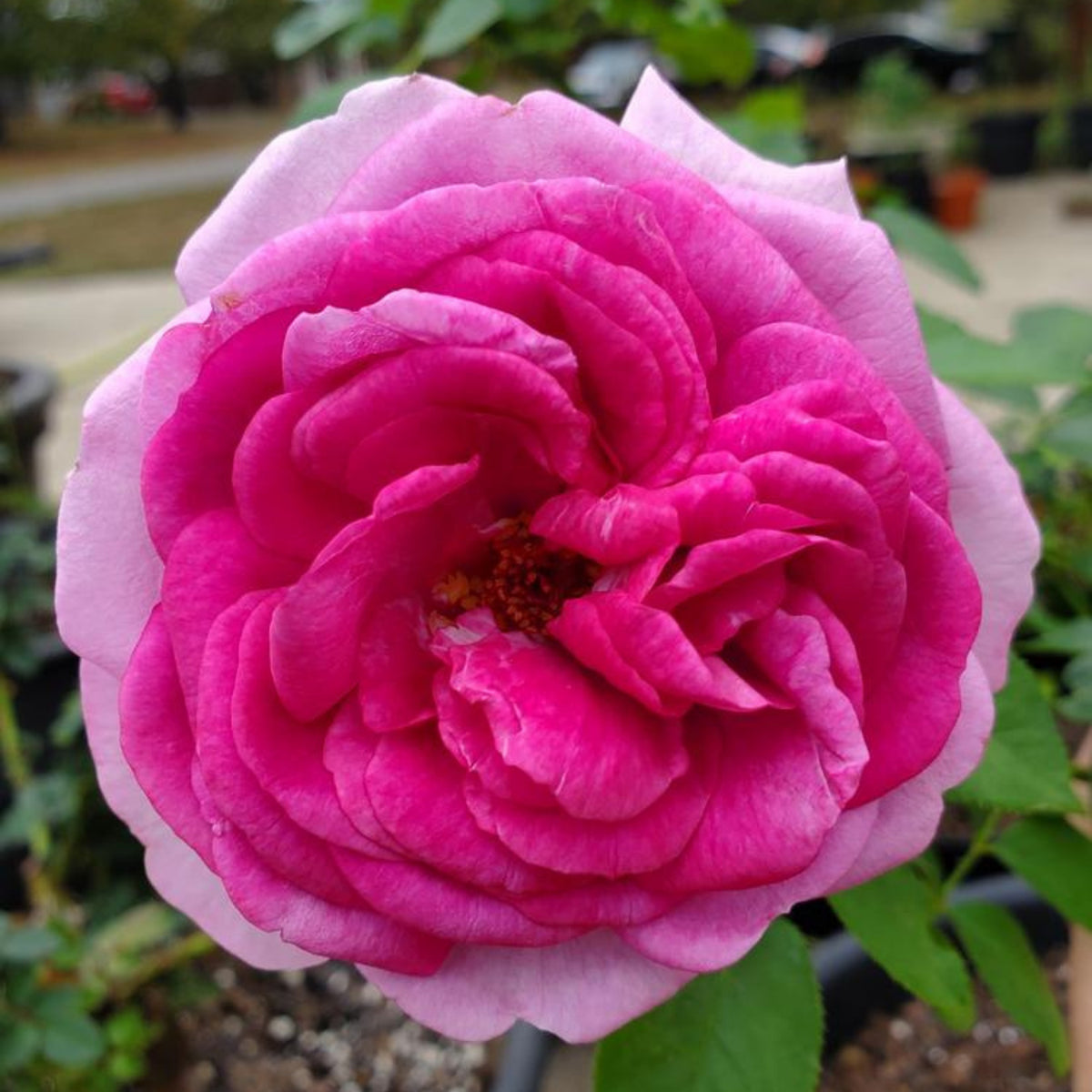 Sweet Madame Blue Rose Seeds, 30 seeds