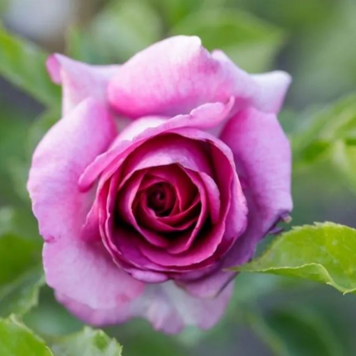 Sweet Madame Blue Rose Seeds, 30 seeds