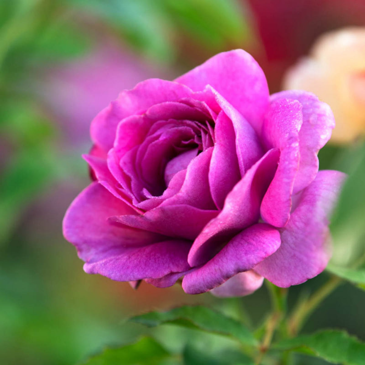 Sweet Madame Blue Rose Seeds, 30 seeds