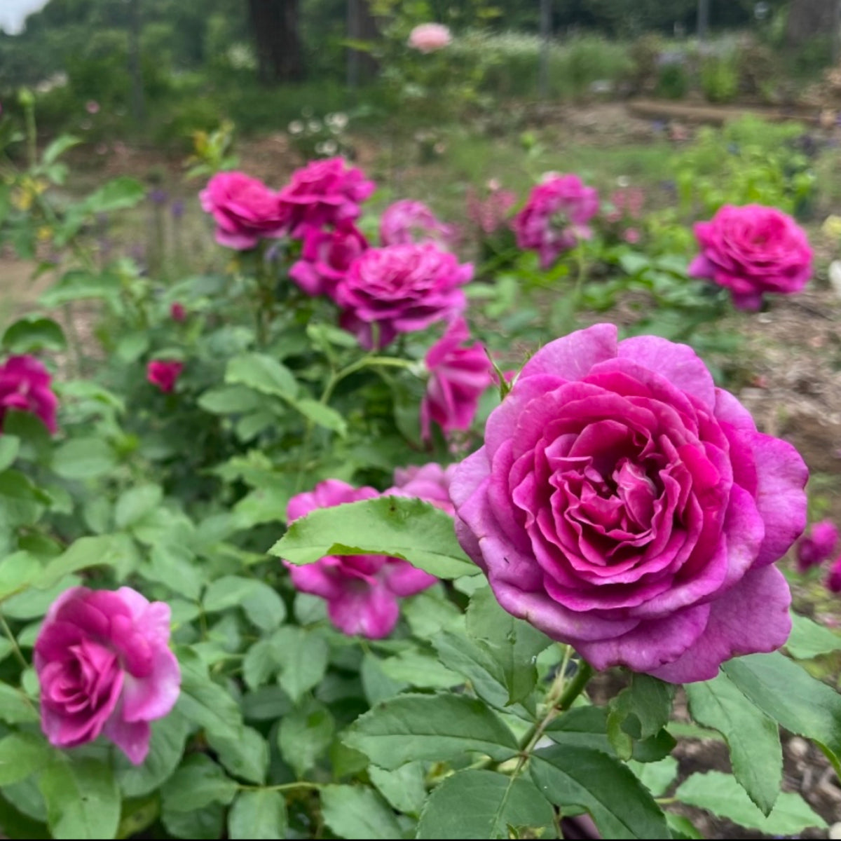 Sweet Madame Blue Rose Seeds, 30 seeds