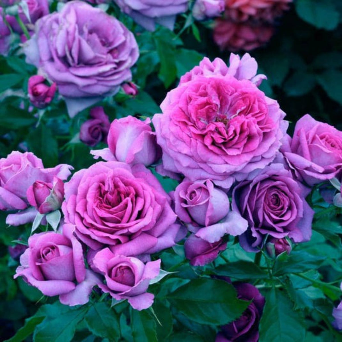 Sweet Madame Blue Rose Seeds, 30 seeds