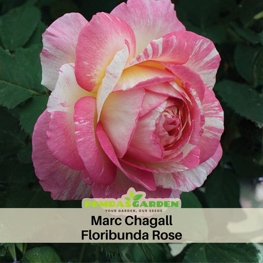 Marc Chagall Floribunda Rose Seeds, 30 seeds