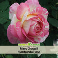 30 Rare Seeds| Marc Chagall Floribunda Rose Seeds #1043