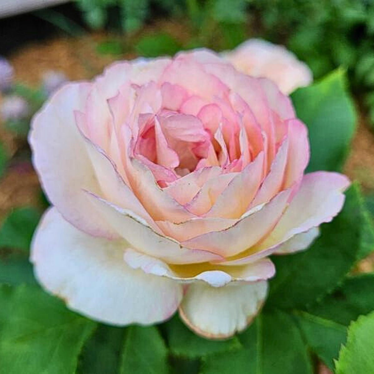 Marc Chagall Floribunda Rose Seeds, 30 seeds