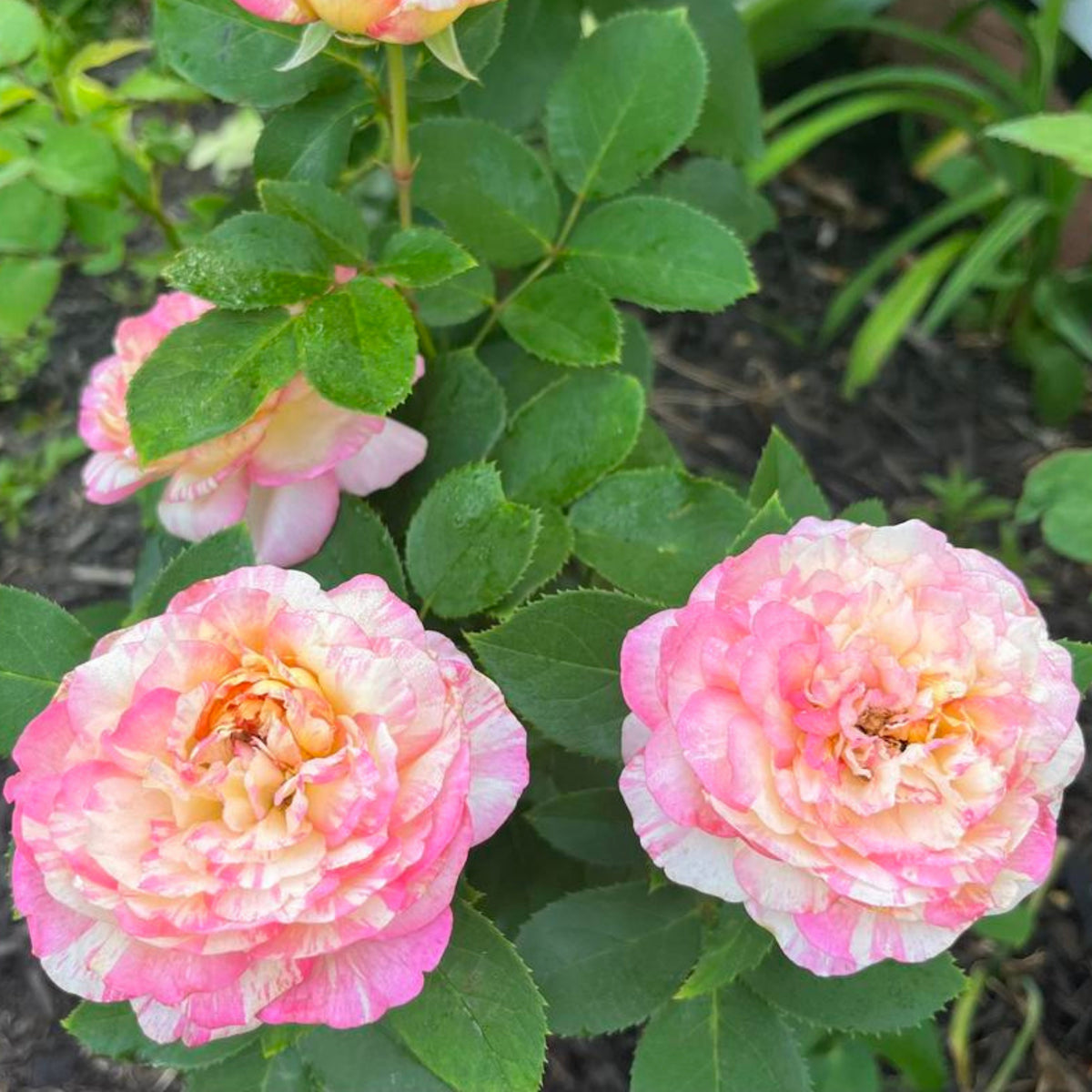 Marc Chagall Floribunda Rose Seeds, 30 seeds