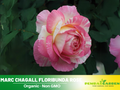 30 Rare Seeds| Marc Chagall Floribunda Rose Seeds #1043