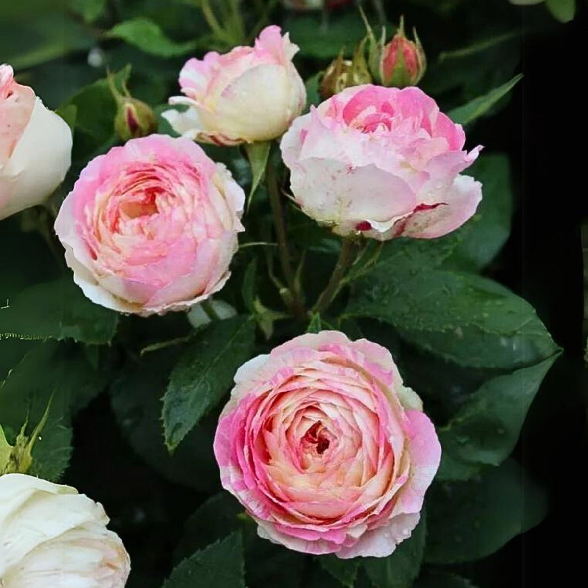 Marc Chagall Floribunda Rose Seeds, 30 seeds