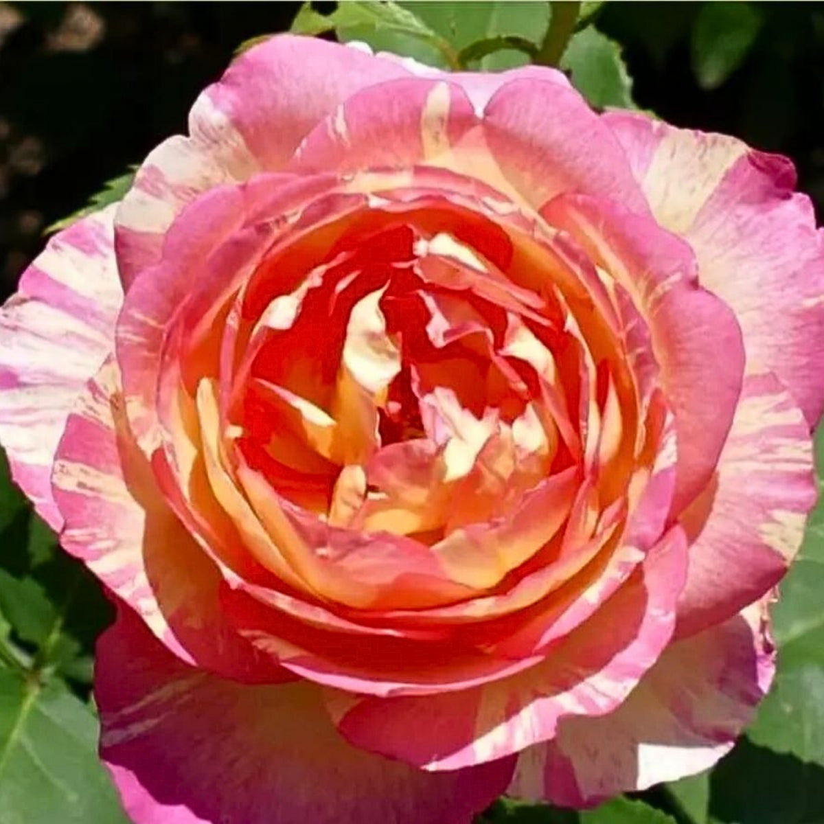 Marc Chagall Floribunda Rose Seeds, 30 seeds