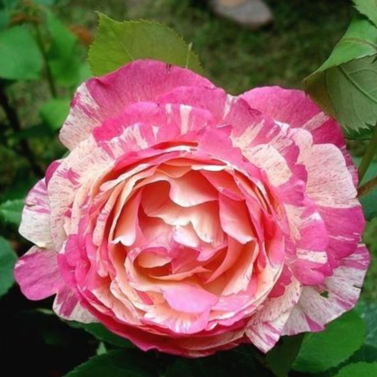 Marc Chagall Floribunda Rose Seeds, 30 seeds