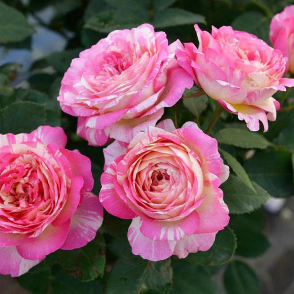 Marc Chagall Floribunda Rose Seeds, 30 seeds