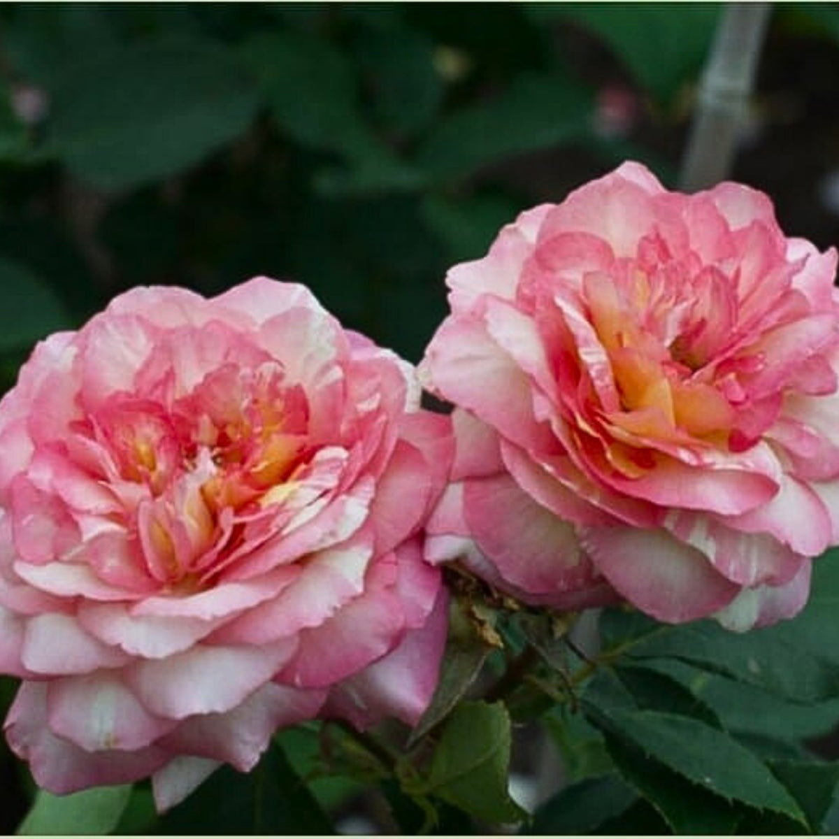 Marc Chagall Floribunda Rose Seeds, 30 seeds