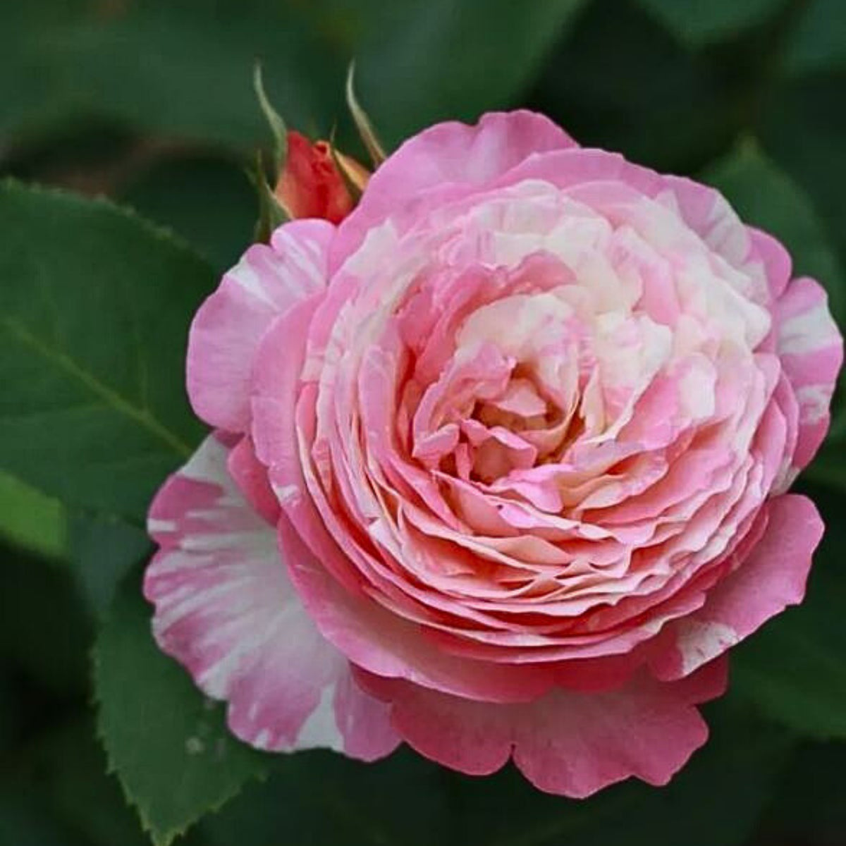 Marc Chagall Floribunda Rose Seeds, 30 seeds