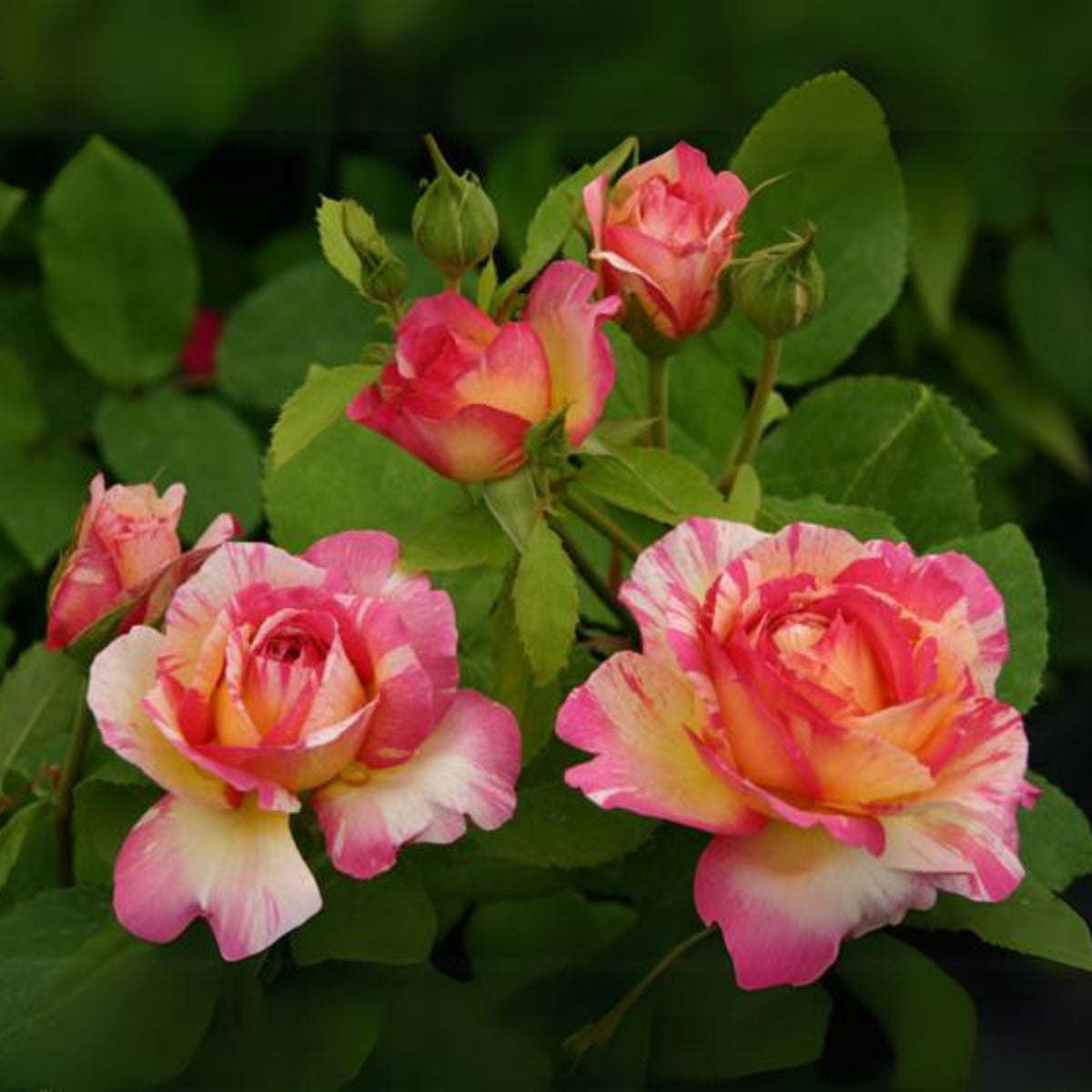 Marc Chagall Floribunda Rose Seeds, 30 seeds