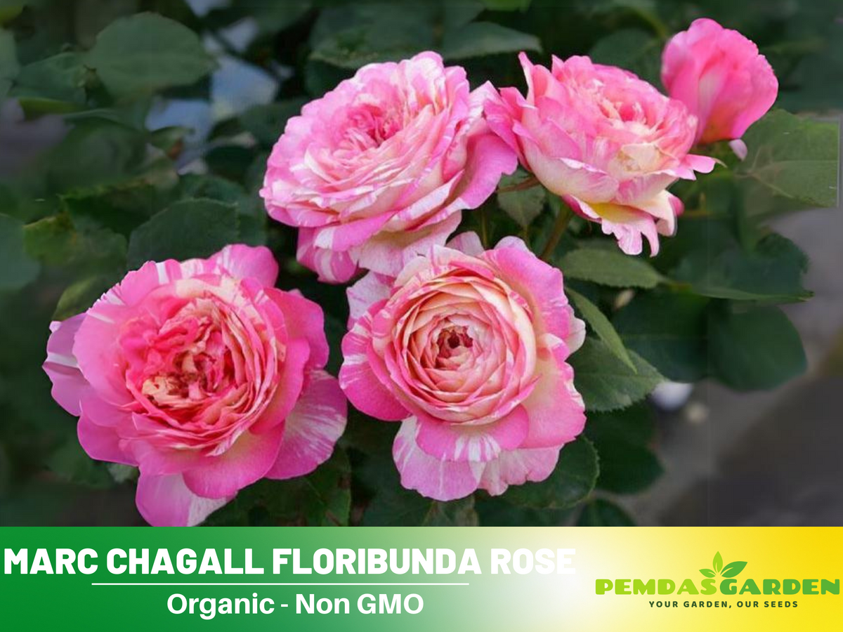 30 Rare Seeds| Marc Chagall Floribunda Rose Seeds #1043