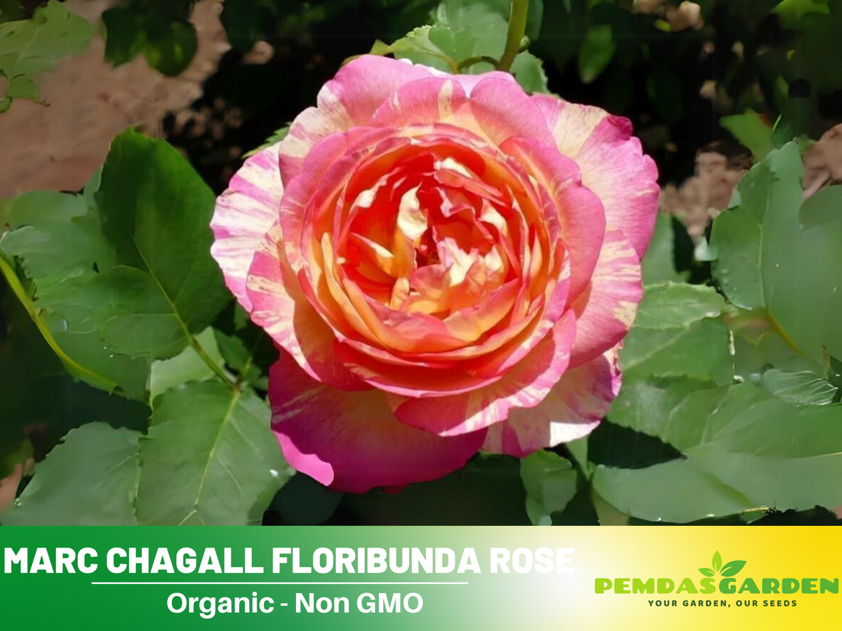 30 Rare Seeds| Marc Chagall Floribunda Rose Seeds #1043