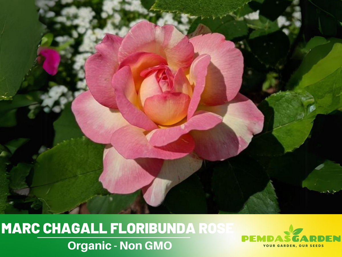 30 Rare Seeds| Marc Chagall Floribunda Rose Seeds #1043